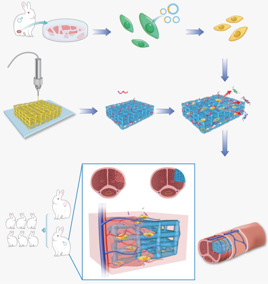 华南理工大学研发出3D打印水凝胶支架实现海绵体修复，成功恢复雄兔生殖能力！