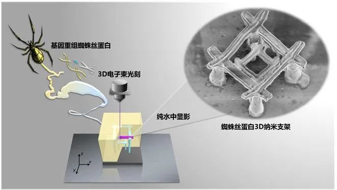 比钢丝绳强5倍：中国科学家3D打印蜘蛛丝复杂三维纳米结构